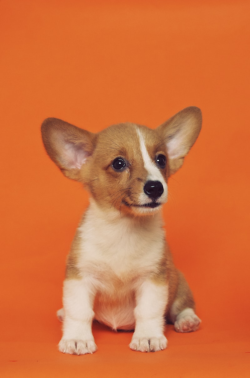 Adult dog