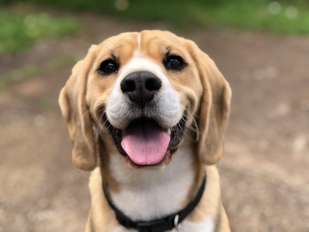 Happy dog after potty training