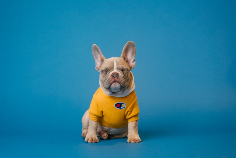 Puppy training